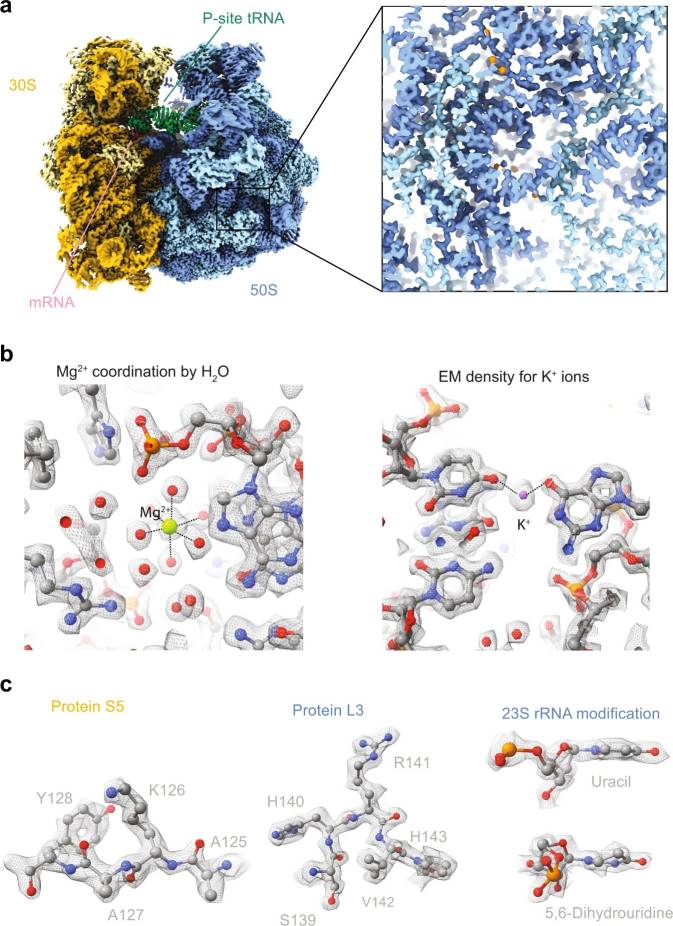 Styding ribosome structure using cryo-EM.