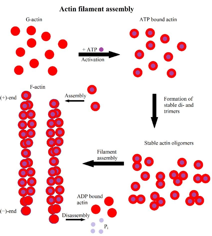 Schematic representation of microfilament structure and assembly.