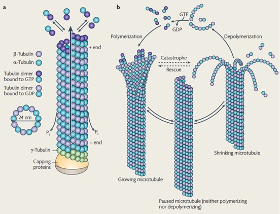 Schematic representation of microtubule structure and assembly.