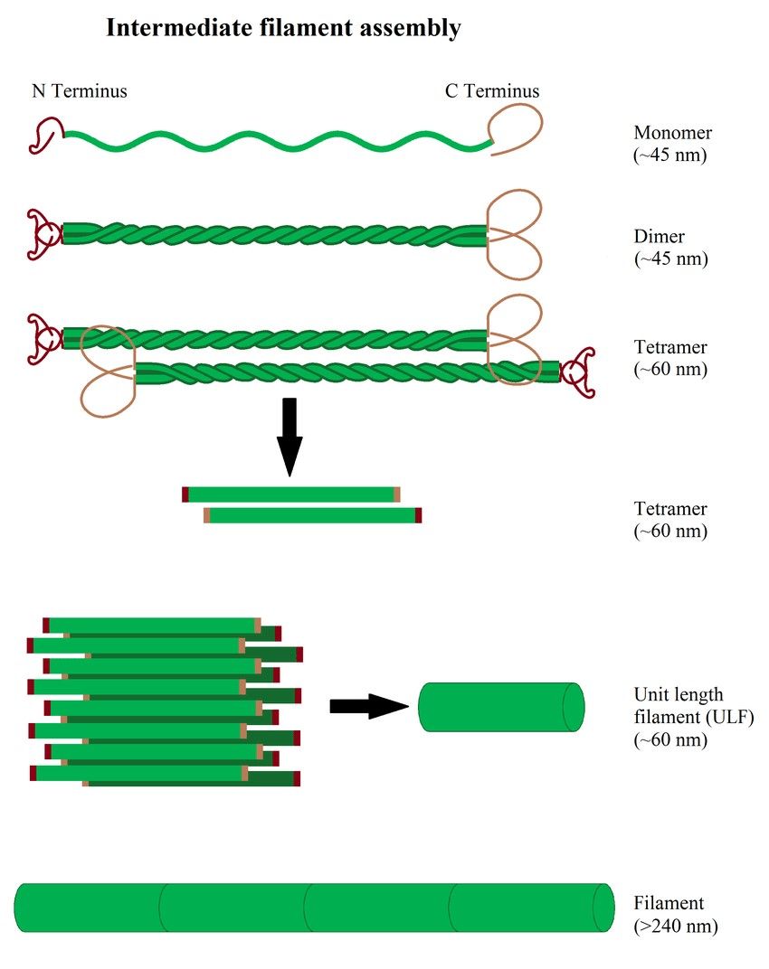 Schematic representation of intermediate filament structure and assembly.