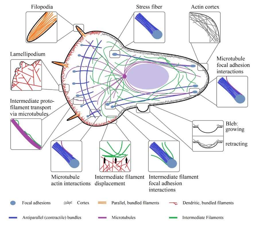 Organizational structures of intracellular cytoskeleton.