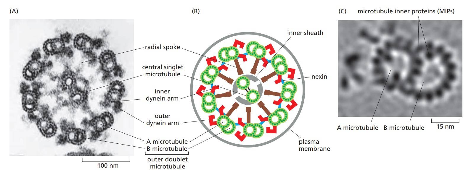 The arrangement of microtubules in a flagellum or cilium.