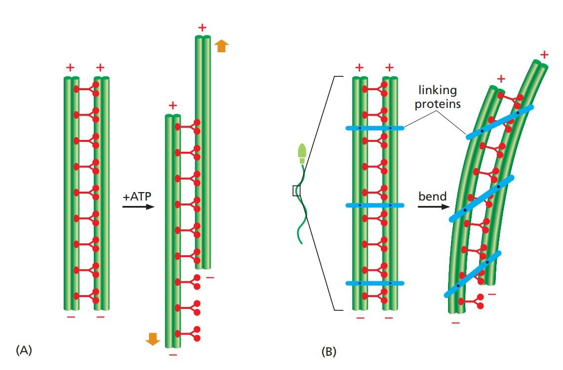 Structure of motile cilia and non-motile cilia