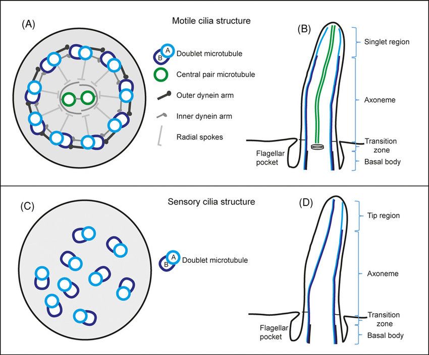 Diagram showing axoneme bending, where dynein motor action leads to bending or beating motions due to protein linkages.