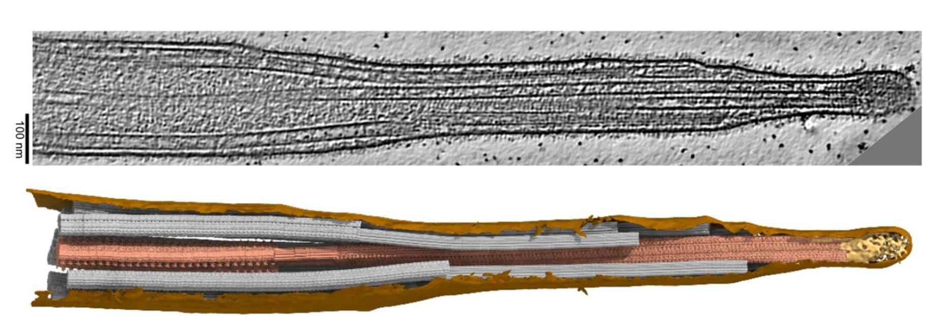 Styding ciliary structure using cryo-electron tomography.