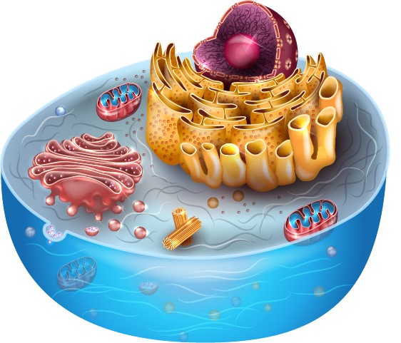 3D-Model of a eukaryotic cell.