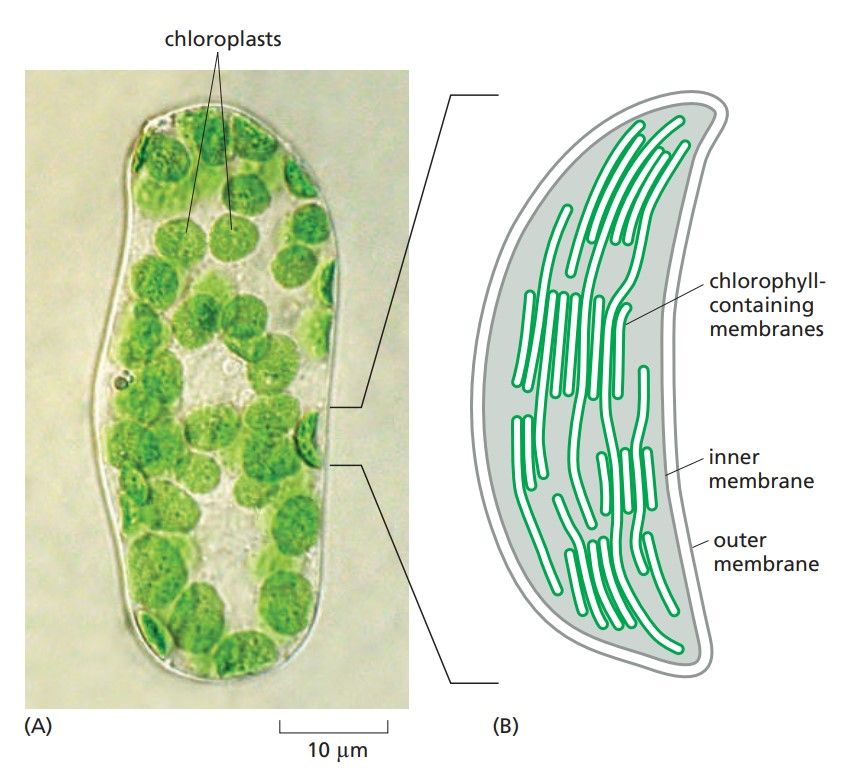 Microscope image and drawing of chloroplast.