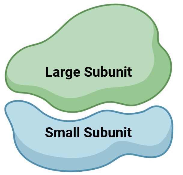 Structure of ribosome.