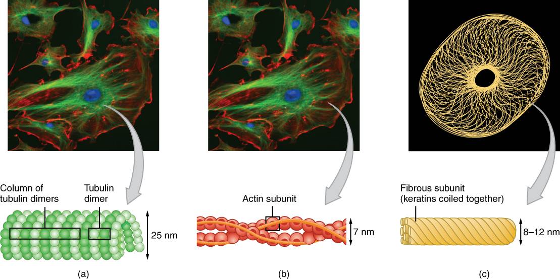 Three main types of cytoskeletons: microtubules, microfilaments, and intermediate filaments.