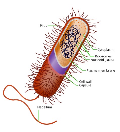 Structure of a prokaryotic cell.