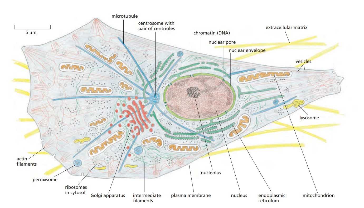 Subcellular structure of a typical animal cell.