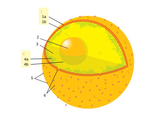 Structure of mammalian nucleus.