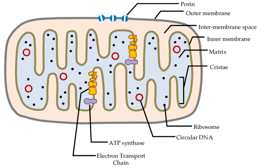 Structure of mitochondrion.