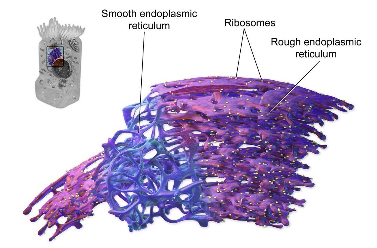 Two forms of endoplasmic reticulum: rough ER and smooth ER.