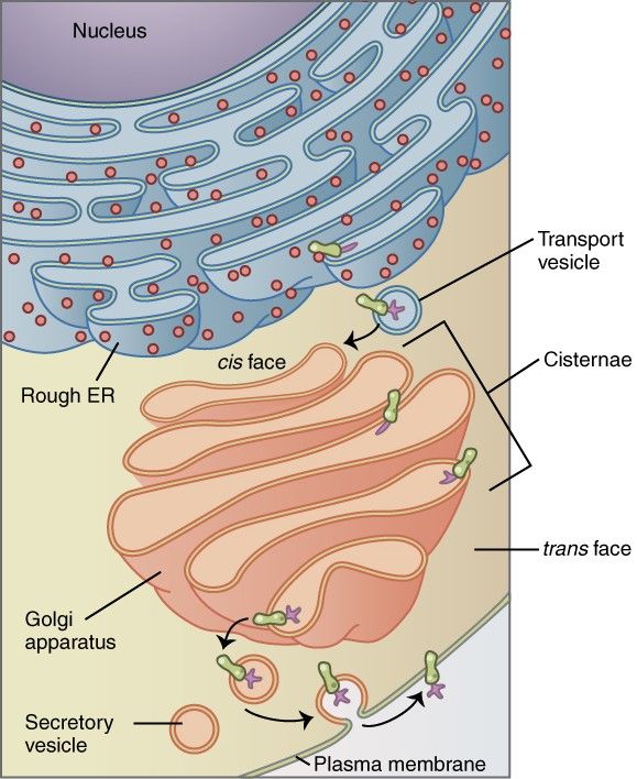 Diagram of Golgi apparatus and associated subcellular structures.