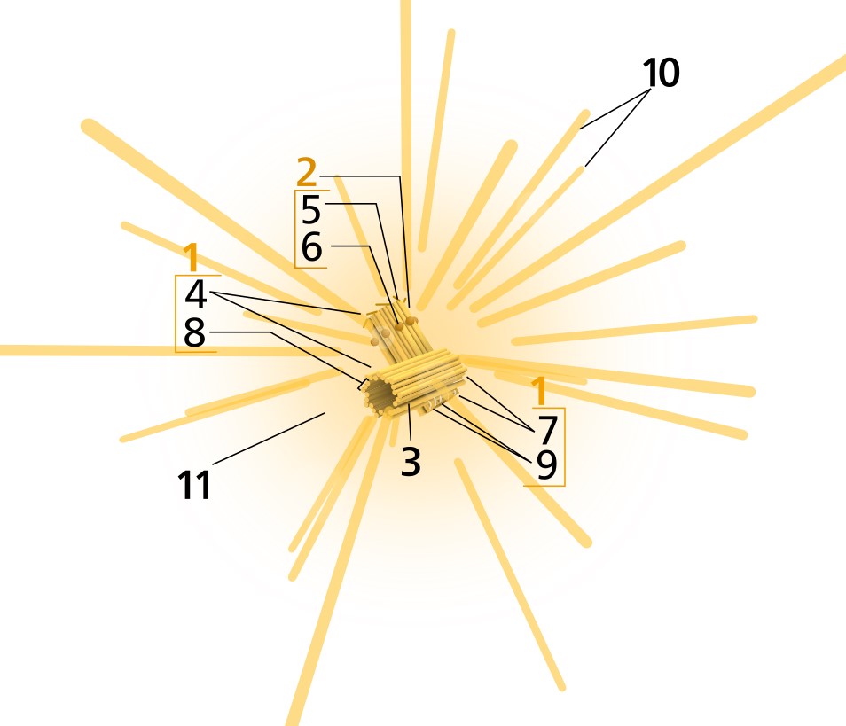 Structure of centrosome.