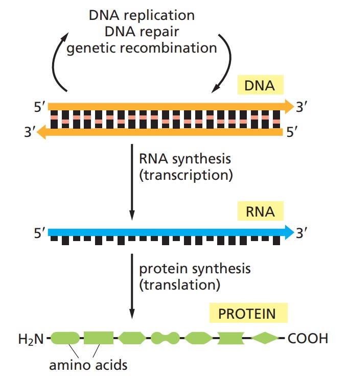 Process of protein expression: transcription (RNA synthesis) and translation (protein synthesis).