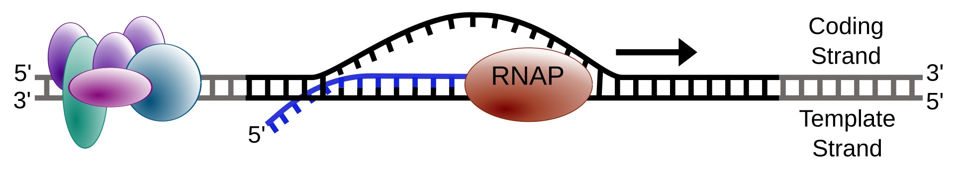 The genetic code in DNA is transcribed into messenger RNA (mRNA).