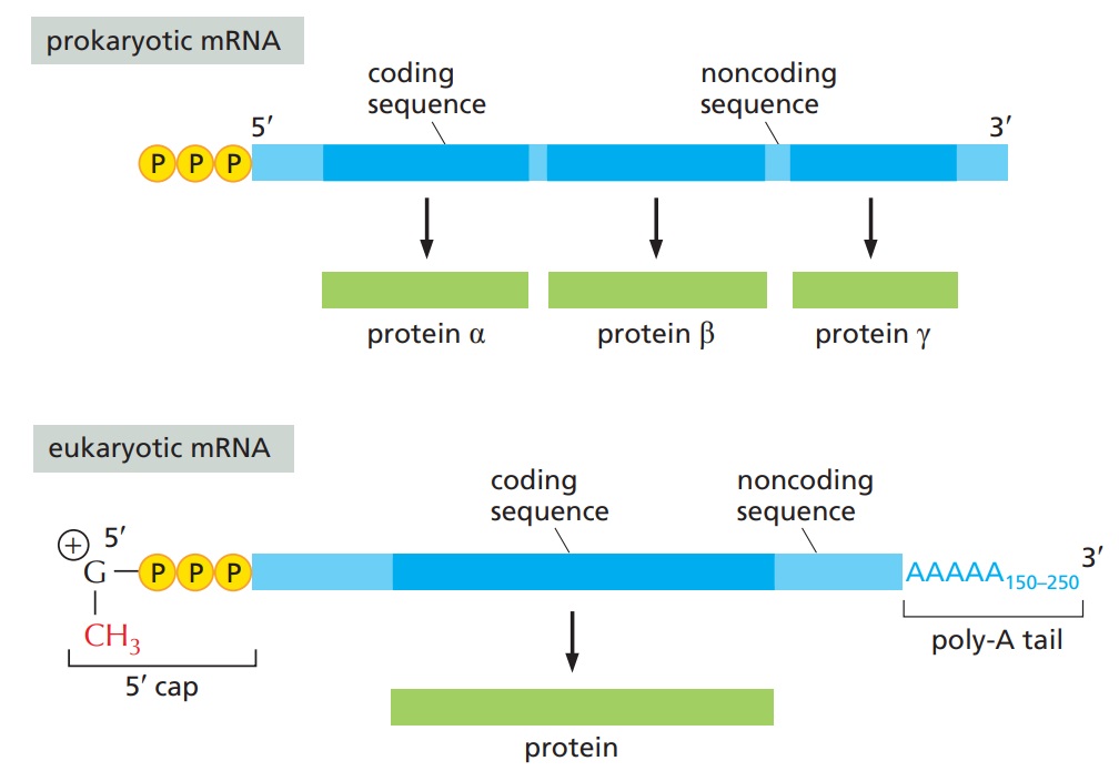 RNA processing in prokaryotes vs. eukaryotes: Prokaryotic mRNA has unmodified ends, whereas eukaryotic mRNA is capped, cleaved, and polyadenylated.