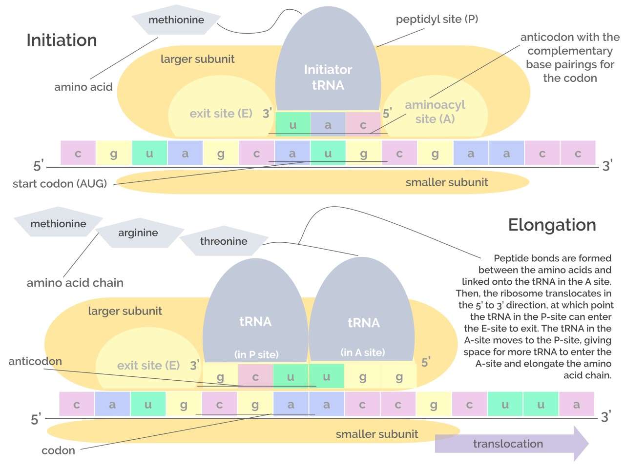 Translation initiation and elongation process.