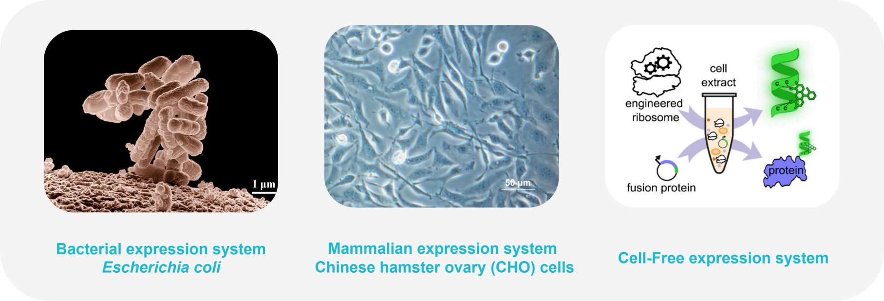 Proteins were expressed in E. coli cells, CHO cells and cell-free systems, respectively.