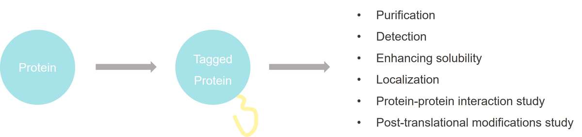 Overview of tagged proteins and their applications, including purification, detection, localization, and protein-protein interaction studies.