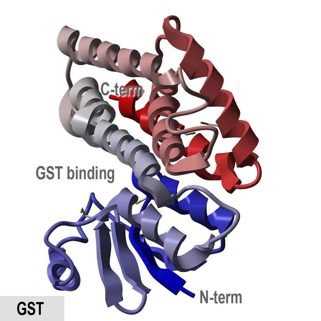 Structure of glutathione S-transferase, highlighting the C-terminal, N-terminal, and GST binding region.