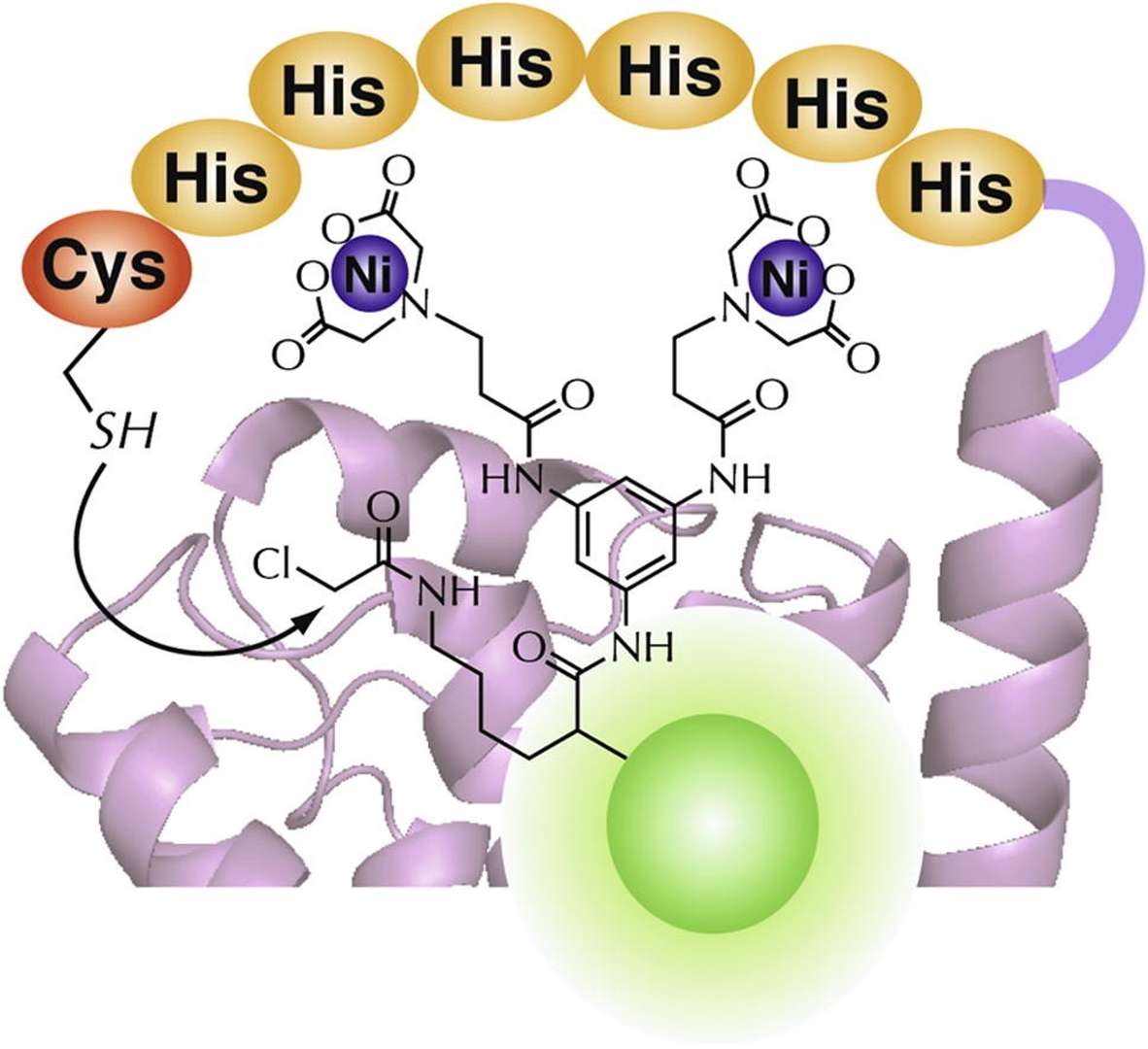 His-tagged proteins with a binuclear Ni(II)–iminodiacetic acid (IDA) complex.