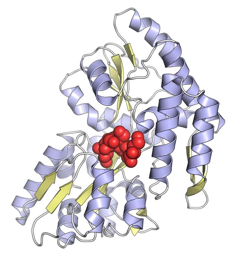 Structure of maltose-binding protein with a bound sugar molecule.