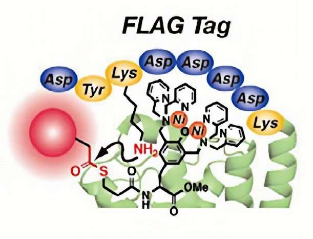 A Flag-tagged protein.