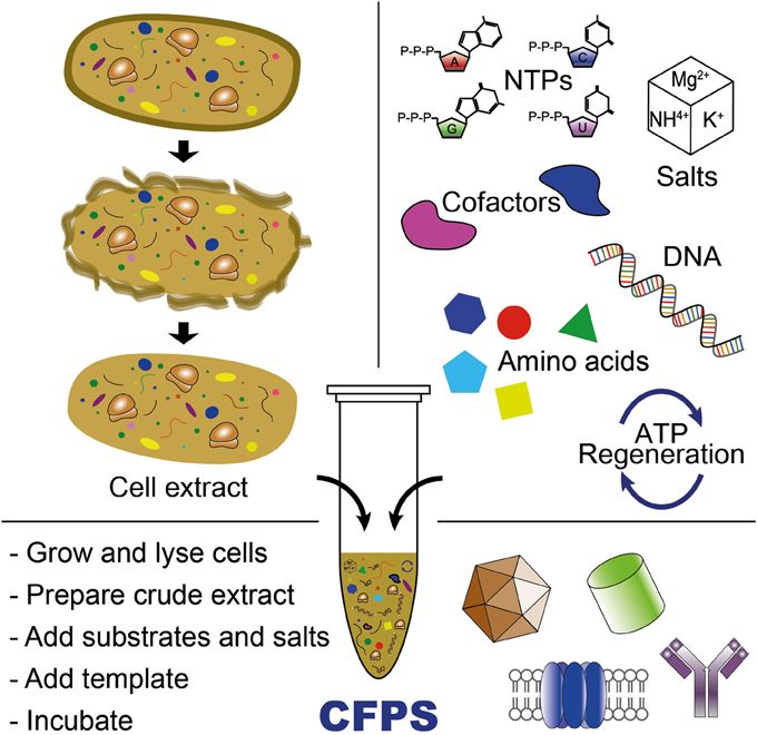 Overview of CFPS: Key components and process steps.