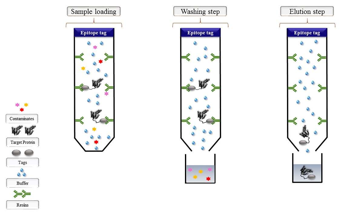 Procedure for affinity chromatography of Flag-tagged proteins: sample loading, washing step and elution step.