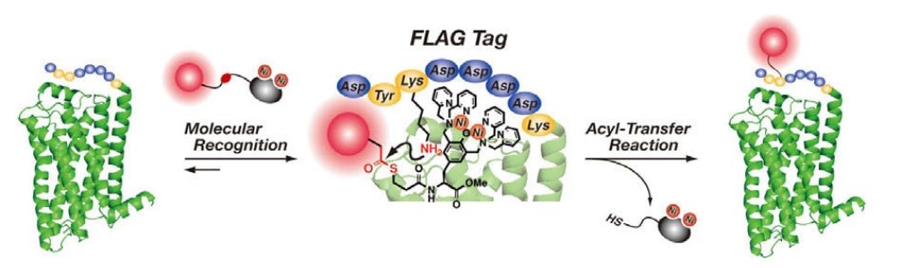 Diagram of the FLAG tag sequence and its binding to proteins via an acyl-transfer reaction.