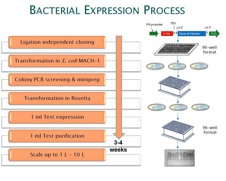 Bacterial expression process: ligation, transformation, screening, expression, and purification.