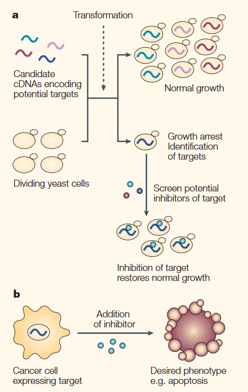 Yeast expression system plays a role in cancer drug discovery as a model to study cellular processes.