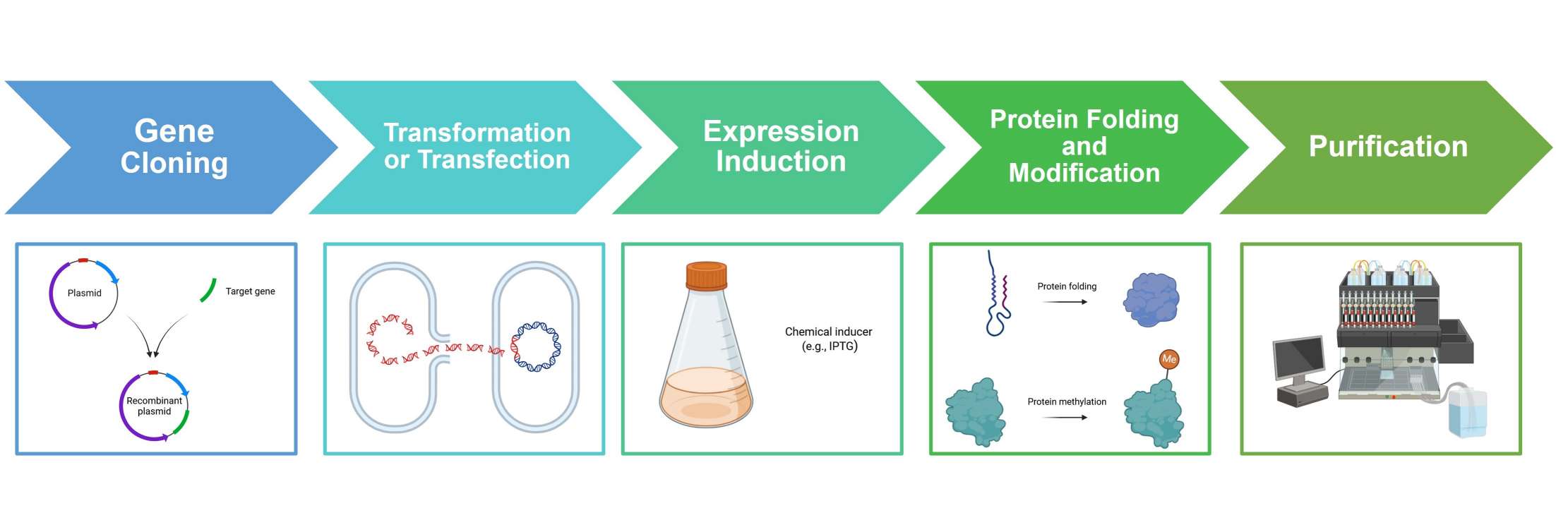 Key steps in recombinant protein expression: gene cloning, transformation/transfection, expression induction, protein folding and modification, and purification.