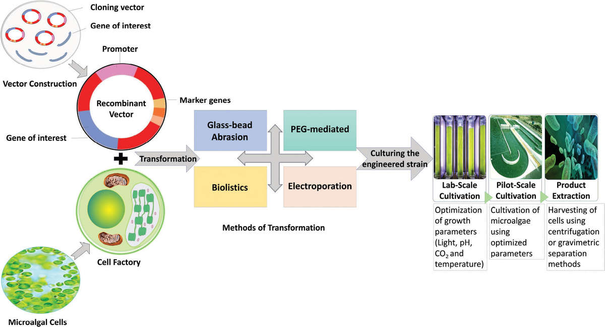 Process of algae protein expression: vector construction, transformation into microalgal cells, culturing, and product extraction.