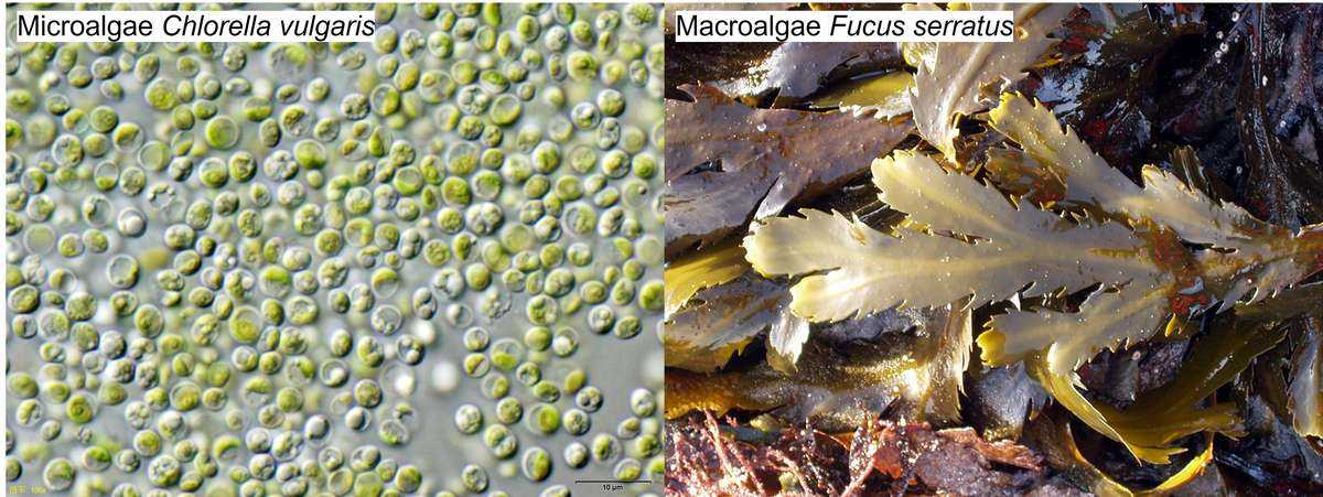 Examples of algae: microalgae Chlamydomonas reinhardtii and macroalgae Fucus serratus.