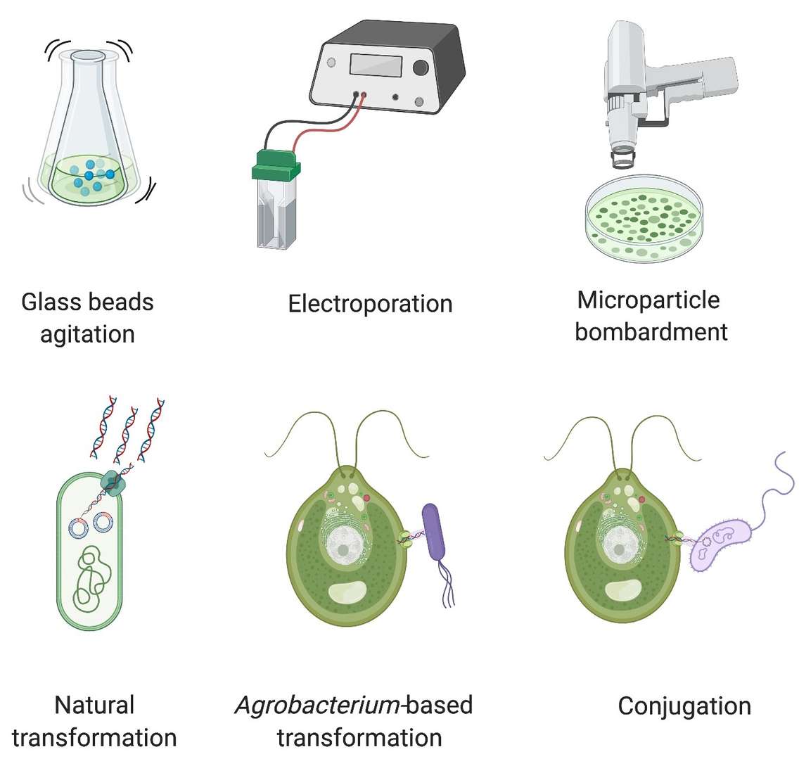 Algae transformation techniques: glass beads agitation, electroporation, microparticle bombardment, natural transformation, agrobacterium-based transformation, and conjugation.