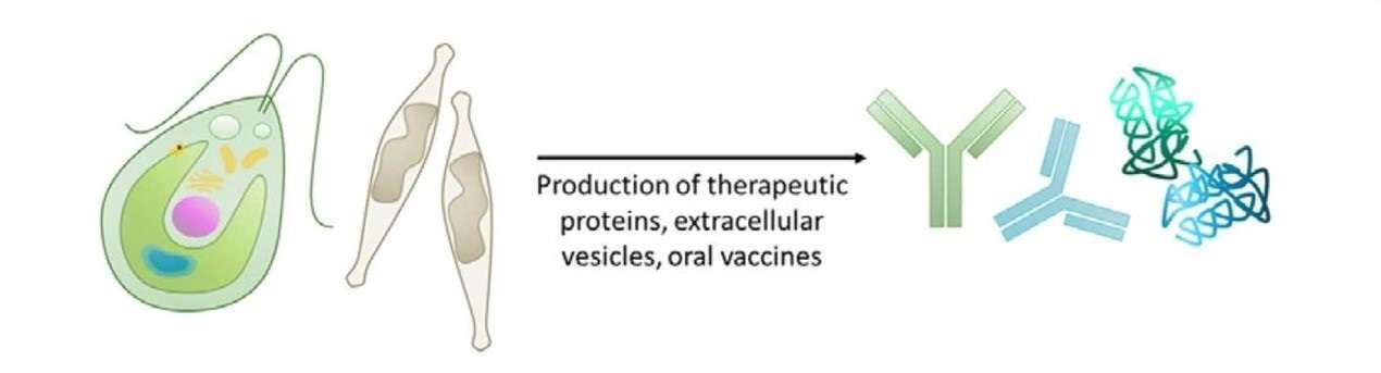 Applications of algae expression systems: production of therapeutic proteins, extracellular vesicles, and oral vaccines.