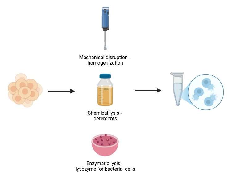 Cell lysates obtained through mechanical disruption, chemical lysis, or enzymatic lysis.