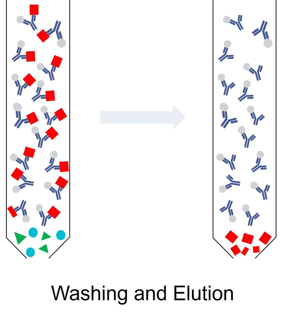 Unbound contaminants are washed off the chromatographic column, and the target protein is eluted by altering column conditions.