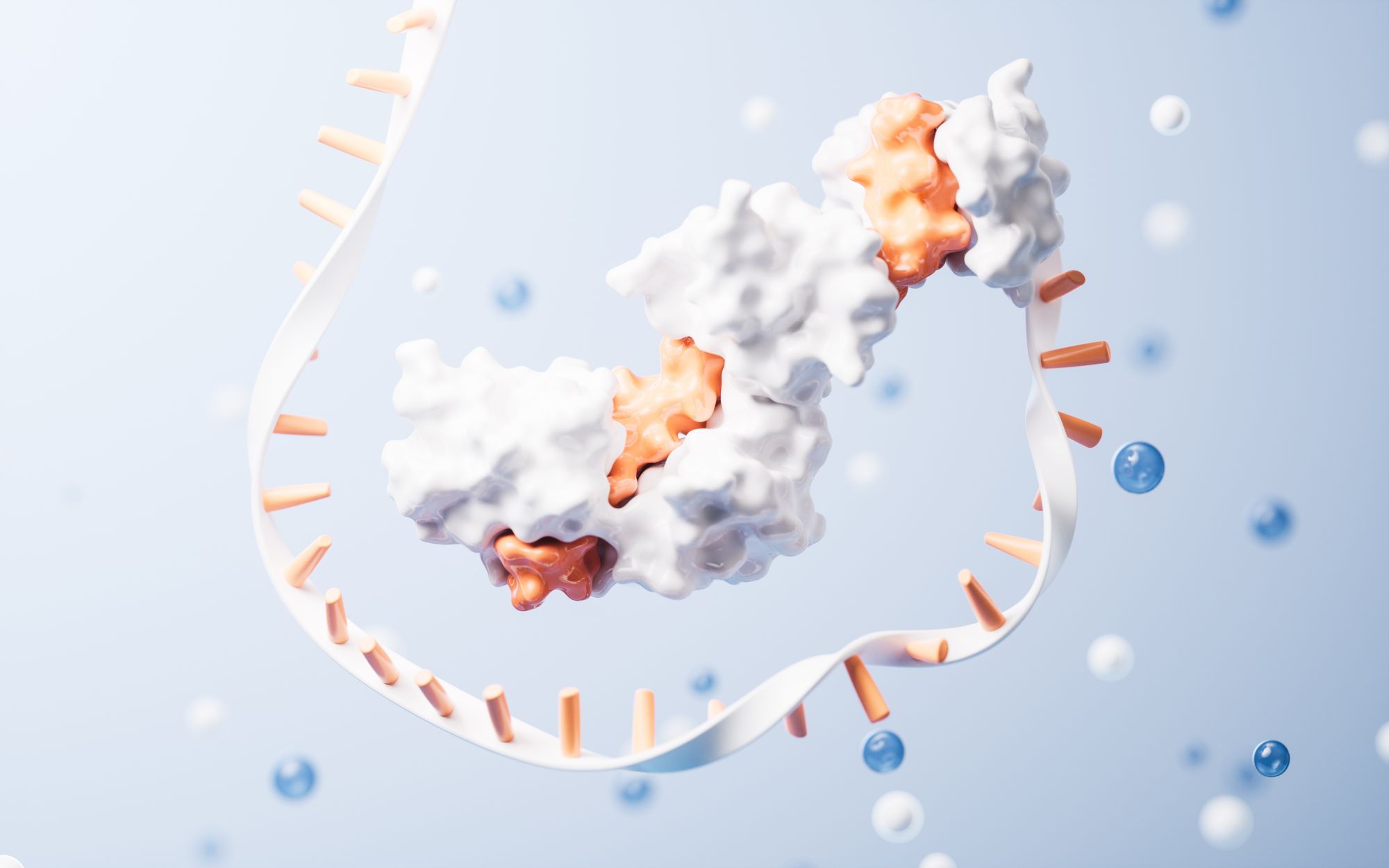 Illustration of a protein interacting with nucleic acids.