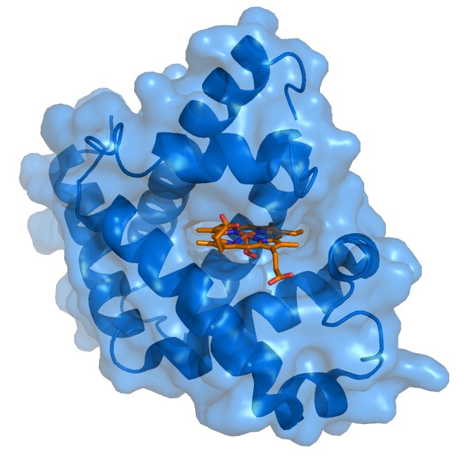 3D model of the myoglobin-heme complex.