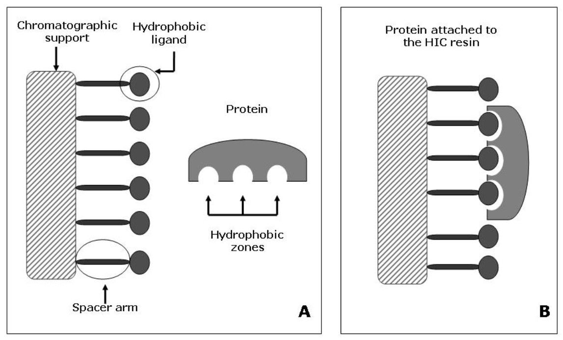 Mechanism of protein retention in HIC.