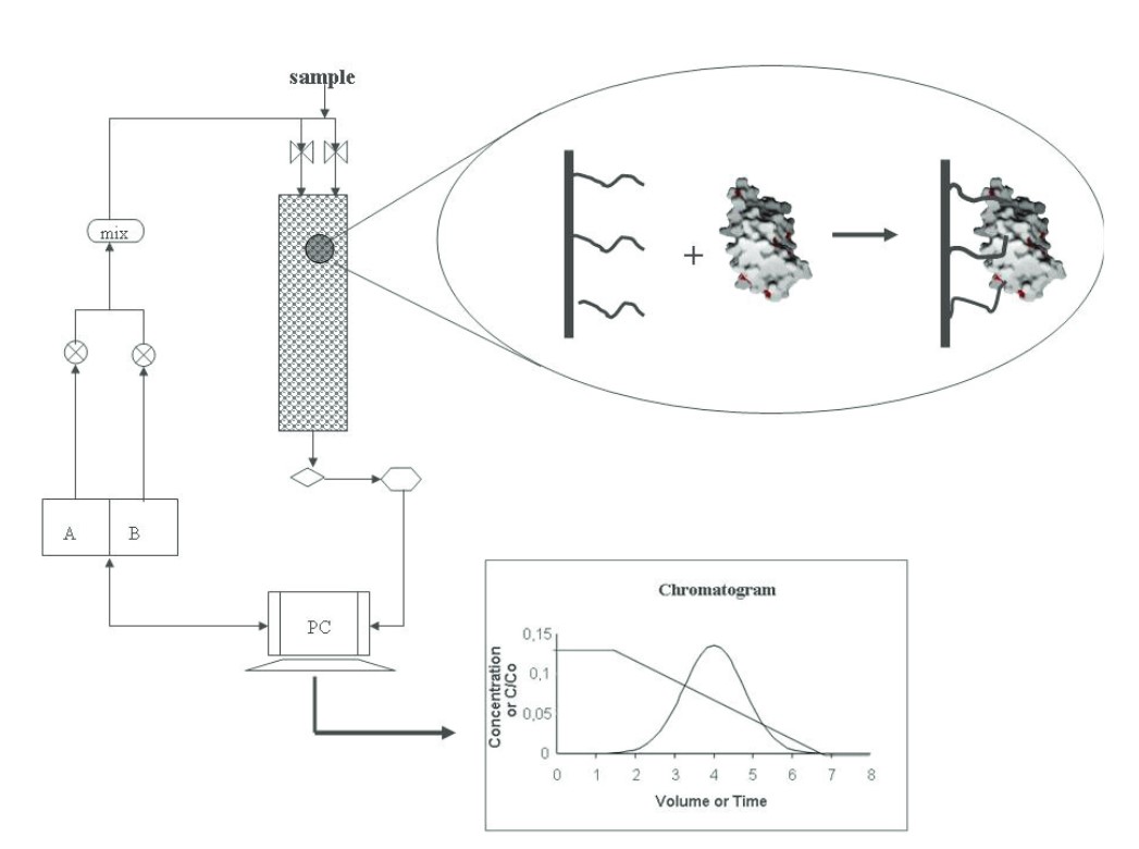 Simplified diagram of the HIC process.