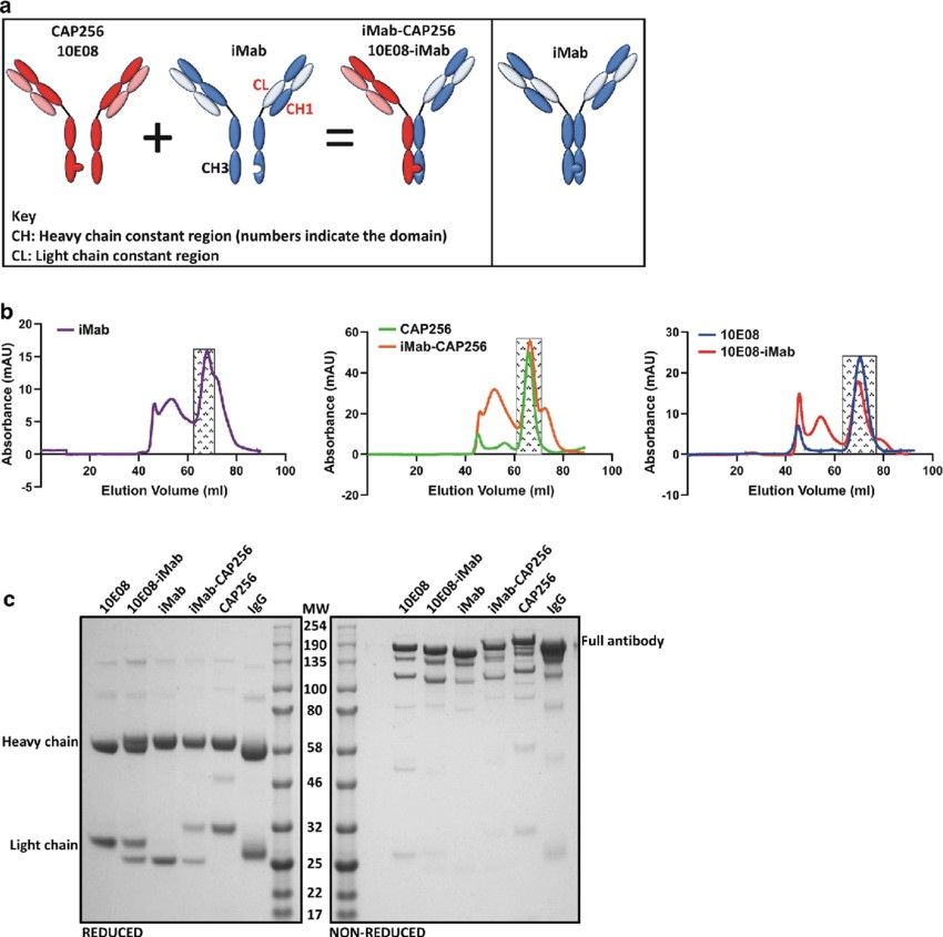 An example of antibody purification using SEC.