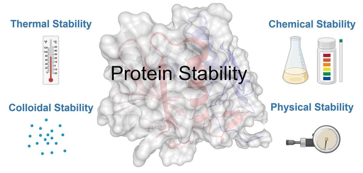 Illustration showing key dimensions of protein stability, including thermal, chemical, colloidal, and physical stability.