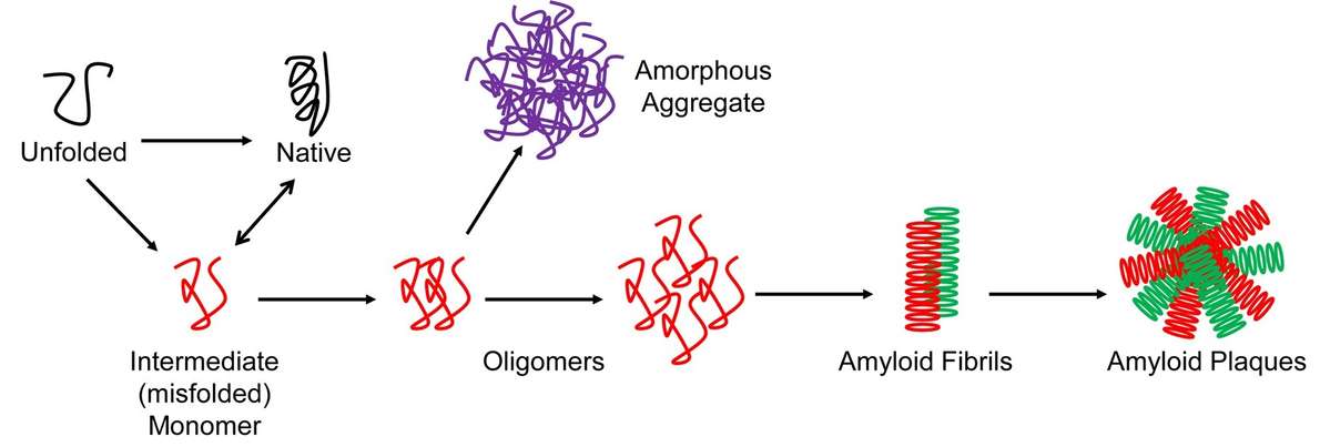 Misfolding of proteins can lead to aggregation.