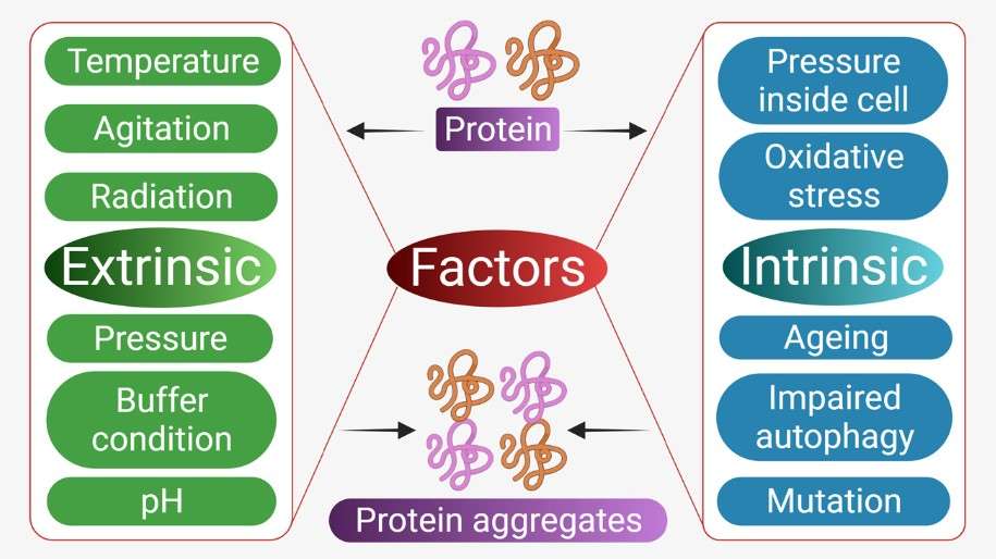 Factors affecting protein aggregation: Extrinsic factors include temperature, agitation, radiation, pressure, and more; intrinsic factors include intracellular pressure, oxidative stress, aging, impaired autophagy, and mutations.